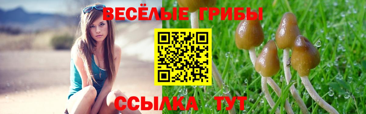 хочу   Вход с VPN  Тулун  Галлюциногенные грибы MAGIC MUSHROOMS 