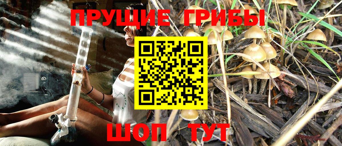 Псилоцибиновые грибы Psilocybine cubensis Тулун
